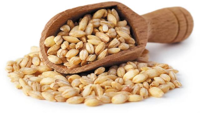 Best Quality Barley for Animal Feed and Human Consumption - Image 4