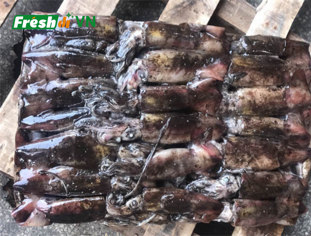 Frozen Black Squid Size 10-15 Color Black Quality High Origin Vietnam Port Cat Lai Port Freshness Level Frozen Packaging 10kgs/carton - Image 1