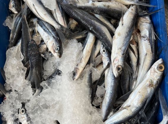 Flying Fish Surimi - Image 1