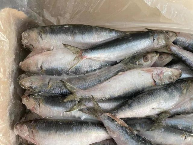BQF Sardine Fish Whole Round Frozen Sardine - Image 1