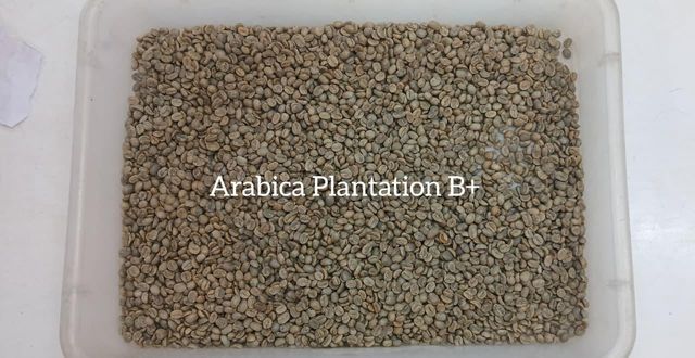 Arabica Coffee - Image 3