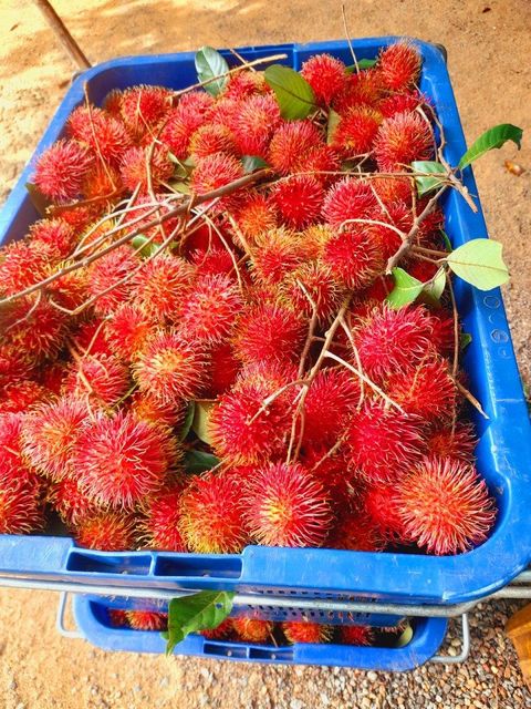 Fresh Rambutan Texture Juicy And Succulent Appearance Exotic Tropical Fruit Flavor Bursting With Natural Sweetness Freshness Level Handpicked At Peak - Image 2