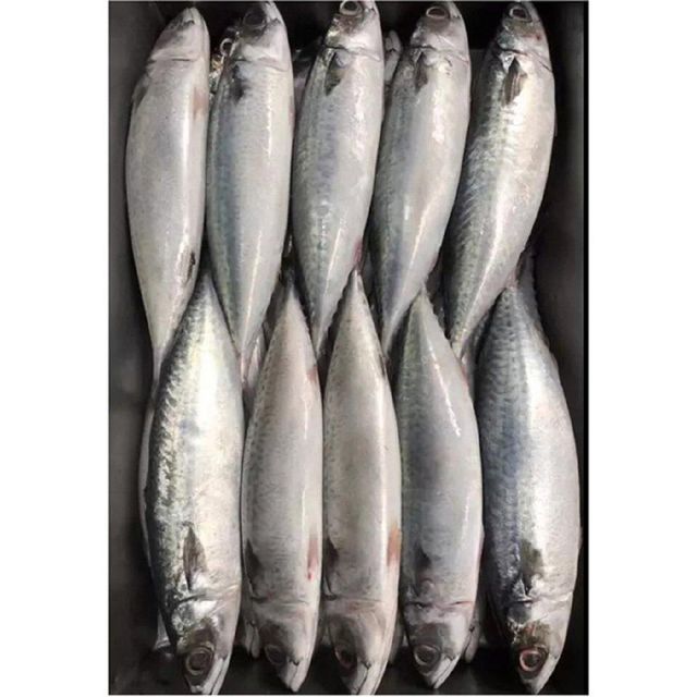 Organic Frozen Horse Mackerel Pacific/Indian/Atlantic Mackerel Fish Body Part Water Preservation Competitive Rates Bulk. - Image 3