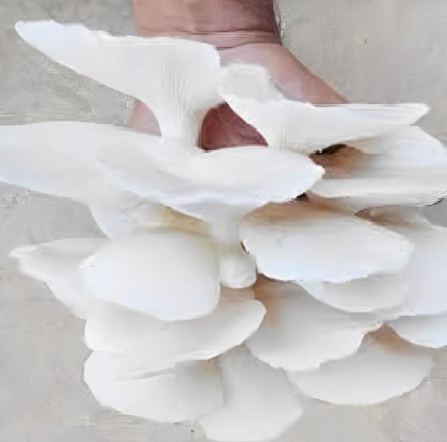 Organic Oyster Mushroom Wholesale Price Buyers Frozen Fresh Oyster Mushrooms Indian Supplier - Image 4