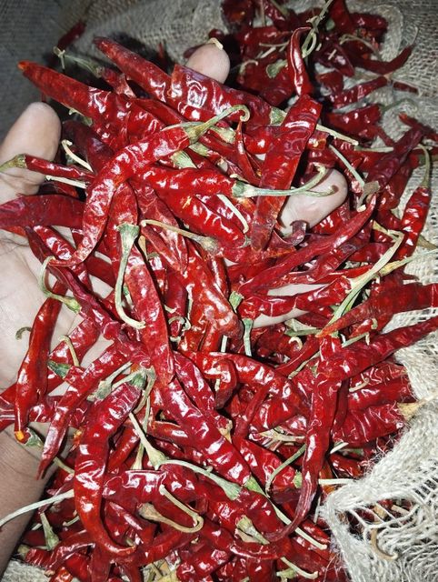 Red chilli Packaging Jute bag Max. Moisture (%) 13% Type S17 (teja chilli) Specification 3-4% dis colour - Image 1