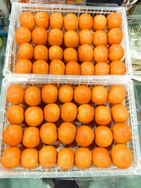 FRESH MANDARINS FOR SALE!! CLASS 1 EXPORT QUALITY FRESH MANDARINS AVAILABLE FOR EXPORT – product photo 1, product detail gallery