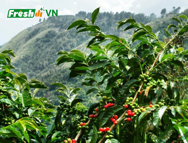 Green Coffee Beans from Vietnam (Robusta / Arabica) - Image 2