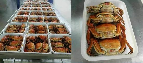 China Cooked Mitten Crab, IQF Origin China HS Code 160510 Model NO. C-08 Type Cephalopod Trademark DACHENG Process Fresh - Image 6