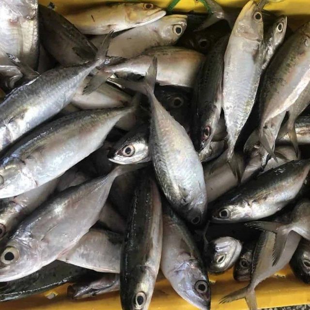 Bulk Frozen Atlantic Mackerel Fresh Healthy Fish Perfect for Hotels Restaurants and Supermarkets - Image 4