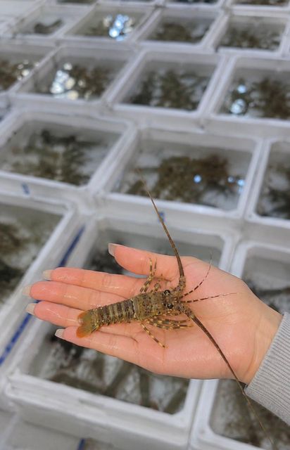 Lobsters - Image 1
