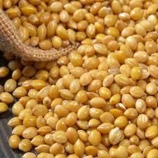 Premium Yellow Millet (Foxtail / Proso / Bajra Millet) Grade A Type Lentil Flavor Mild Nutty Gmo Status Non-gmo Color Golden-yellow - Image 2