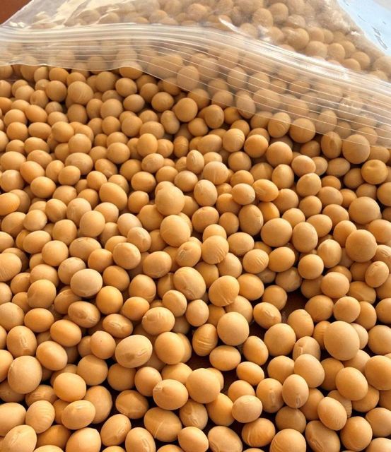 Gmo Soyabean Yellow Soybean Soja Soya Beans GMO Soya Beans Soybeans Crop High Quality Soybean/Soya B - Image 3