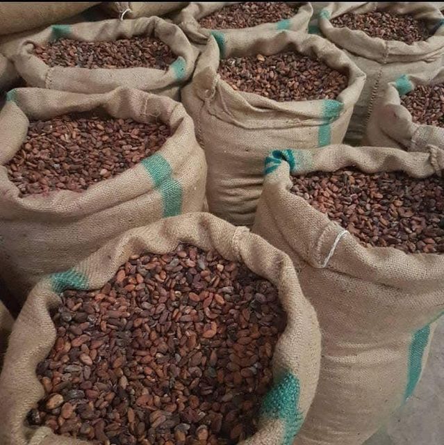 Premium Cocoa Beans Wholesale Bulk Supply Export Quality Grade A Raw Cocoa Beans for Global Buyers - Image 2