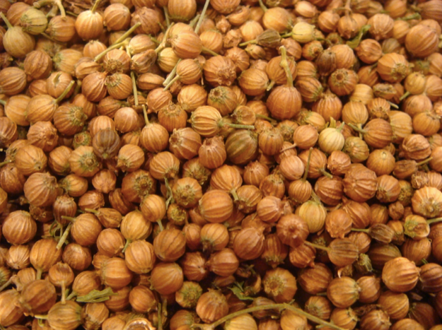 Dry Coriander - Image 4