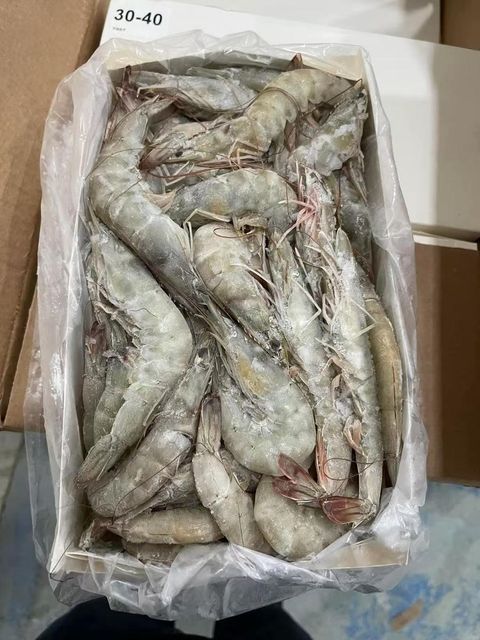 Frozen Hoso Shrimp Carefully Processed Whole Shrimp With Superior Freshness For Seafood Import And Distribution - Image 3