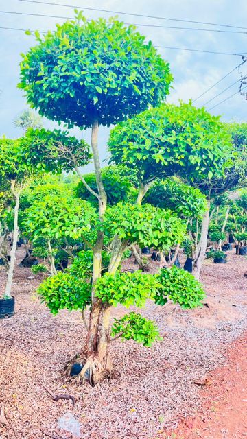 Ficus Topiyaris Plants - Image 3