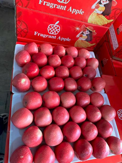 Chinese Fuji Apple - Image 4