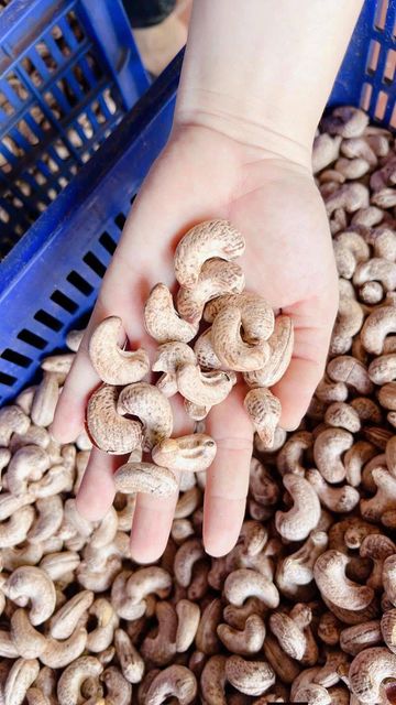 Vietnam Premium Cashew Nuts W320 W240 W180 | Raw & Roasted Cashew Kernels | Factory Wholesale Export - Image 4