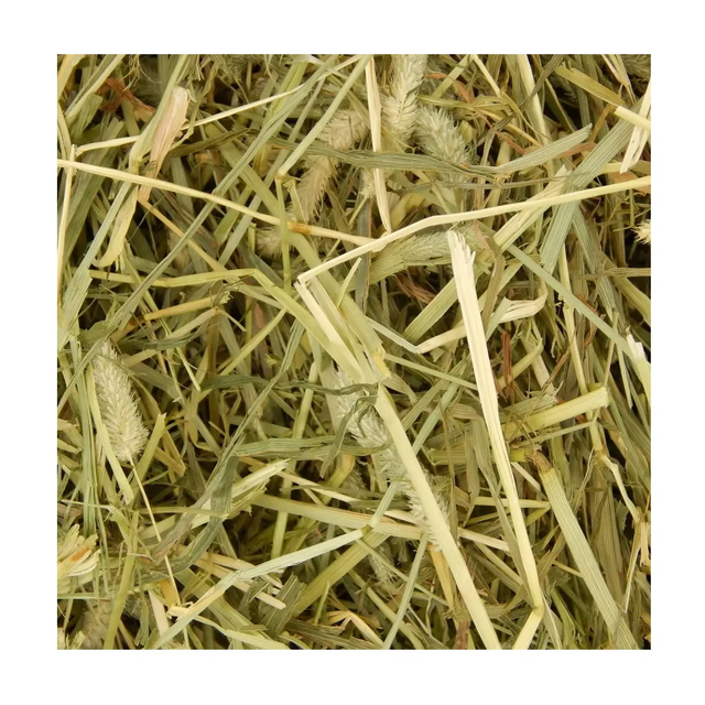Fresh Timothy Grass for Animal Feed Safe Natural Timothy Grass Rich in Protein Fiber and Nutrients for Healthy Animals - Image 2
