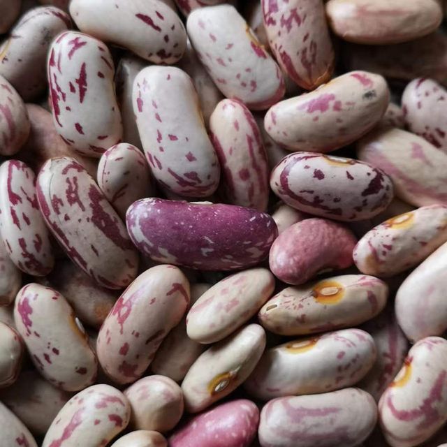 New Crop LSKB Long Shape Organic Dried Pinto Light Speckled Kidney Beans - Image 2