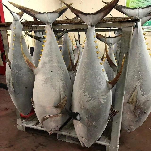 Competitive Price Organic Frozen Grade a Yellowfin Tuna Saku From Vietnam - Image 5
