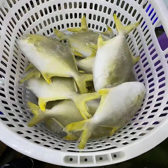 Frozen Golden Pompano Fish Pomfret Supplier Origin China Resource Wild Model NO. 0304 Certification HACCP Shelf Life >12 - Image 2