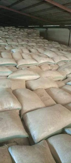 non gmo White corn, White Corn/Maize For Sale,Yellow Corn / Maize, current crop - Image 5