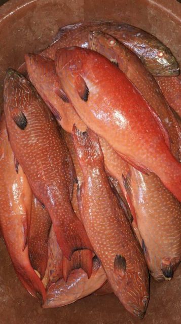 Red grouper - Image 4