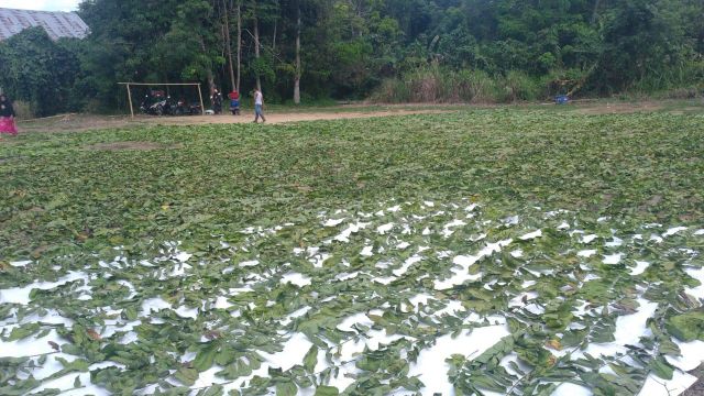 CASSIA ALATA Grade FOOD GRADE Packaging Details PP BAGS Place of Origin INDONESIA Drying Process SUN DRIED, - Image 3