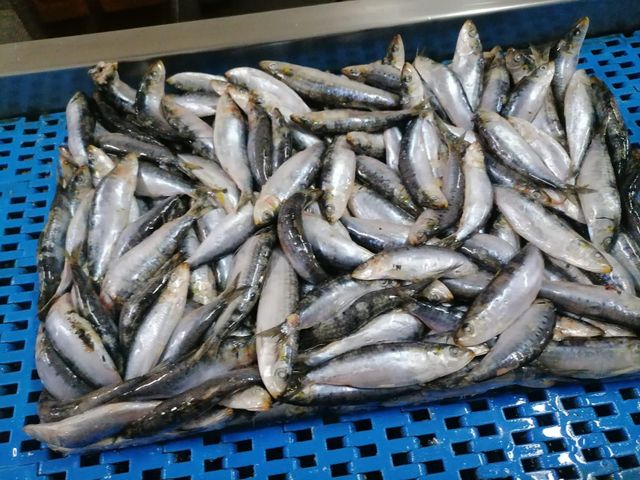 frozen sardine - Image 2