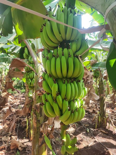 Fresh Cavendish bananas - Image 1