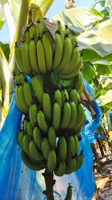 G9 Cavendish Banana - Image 4
