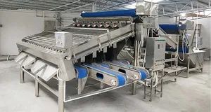 Automatic Industrial 18 Roller Fast Shrimp Grader Multifunction Size Fish Prawn Sorting Grading Machine - Image 4