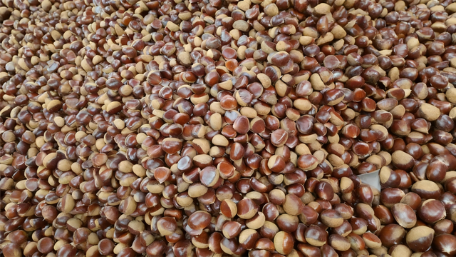 Fresh Chinese export chestnut - Image 4