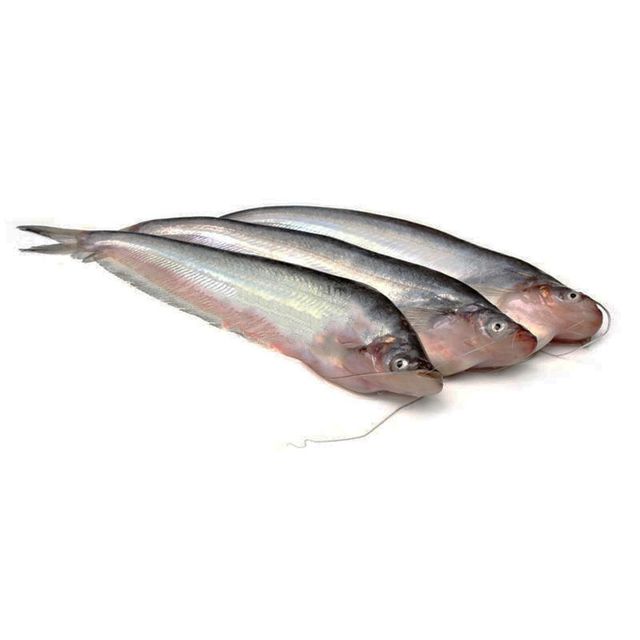 Frozen Catfish Premium Frozen Fish Selection For Seafood Importers Retail Suppliers And Wholesale Buyers - Image 3