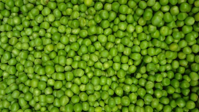 Green Peas (Indian Origin) - Image 1