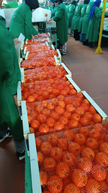 Clementine - Image 3