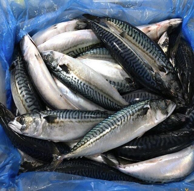 Frozen Horse Mackerel & Sardine Fish for Export - Image 2