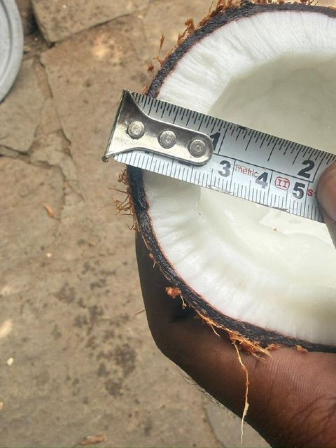 Semi Husked Coconut Organic Yes Origin India Degree of Processing Fresh - Image 2