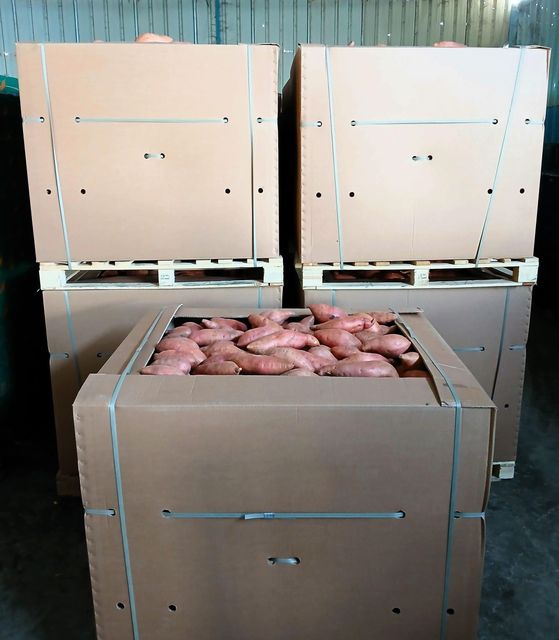 Fresh Egyptain Sweet Potato Organic No Bin Size 600 Kg Freshness Level Fresh Custom Packing Available Packaging Size 6 Kg Cartons - Image 3