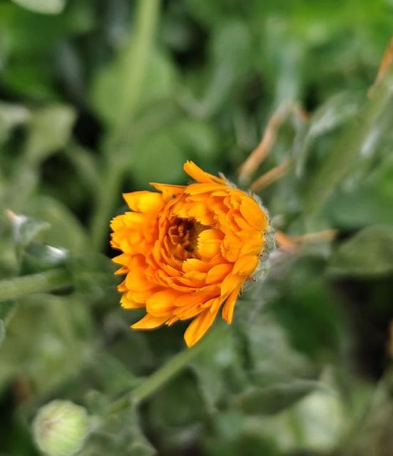 calendula (extract&petals) - Image 1