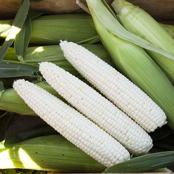 NON GMO WHITE CORN MAIZE - Image 5