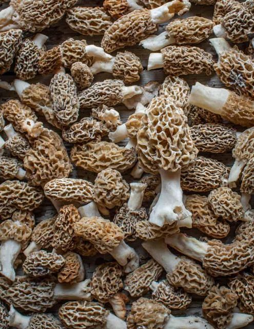 Gutian Specialty Wild Morel Mushrooms Freshly Harvested and Dried Raw Ingredients for Seasonal Soup Wholesale Dropshipping - Image 2