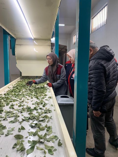 Dried high quality Bay Leaf (Laurel) - Image 3