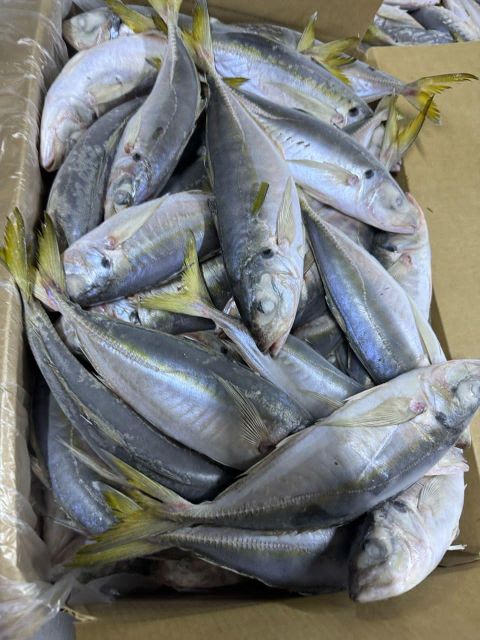 Trachurus Trachurus hores mackrell Grade A Size 16+ 20+ 25+ Spanish Name Jurel French Name Chinchard Brand Name ASMAK FISH - Image 3
