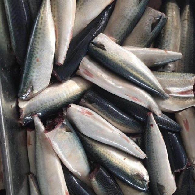 China frozen Pacific mackerel Scomber japonicus supplier whole and HGT – product photo 1, product detail gallery