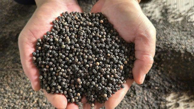 black pepper 500GL Form Whole Origin Vietnam Features Whole Delivery Form Bag - Image 1