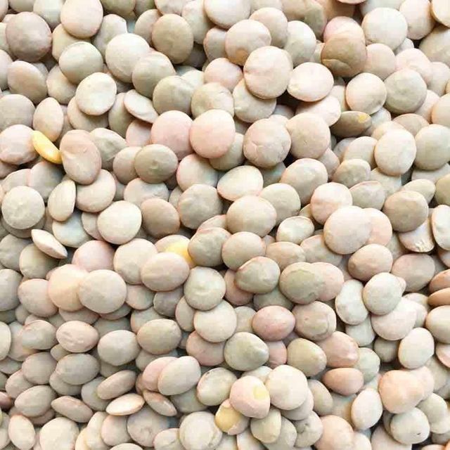 Green Lentils With 99% Purity Level For Bulk Commodity Purchasing Featuring Premium Cleaning And Sorting Process - Image 3