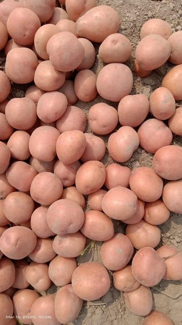 read potato Features Organic, potato Origin Asia, India, Italy, Malaysia, Worldwide Product Type Fruits & Vegetables, Other, Soups, potato - Image 2