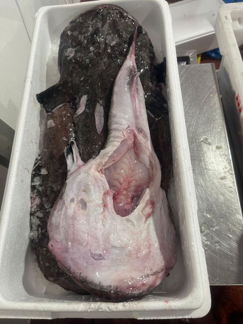 RELIABLE SUPPLY HIGHLY VALUED MONKFISH(LOPHIUS PISCATORIUS) 2-4Kg TAILS SEA FROZEN OPTIMAL FRESH MEATY TEXTURE - Image 1